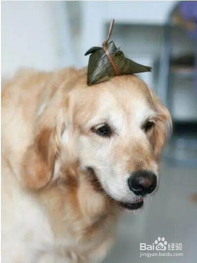 狗狗吃了粽子怎么办