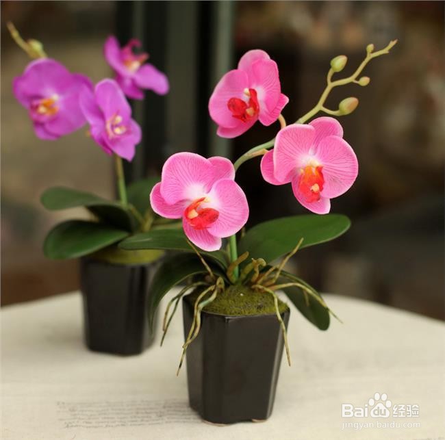 蝴蝶兰夏季怎么管理