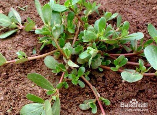 身上湿气重的表现症状,湿气重的现象,祛湿的办法