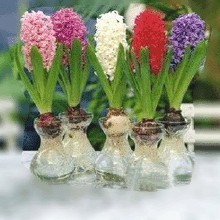 土培水培 风信子种球 盆栽花卉植物