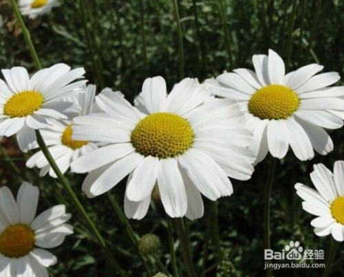 除虫菊的种植方法 百度经验