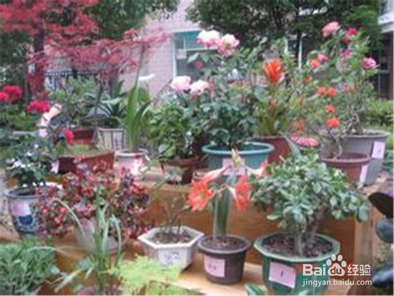 如何给盆花松土？