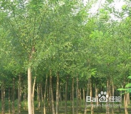 国槐育苗技术
