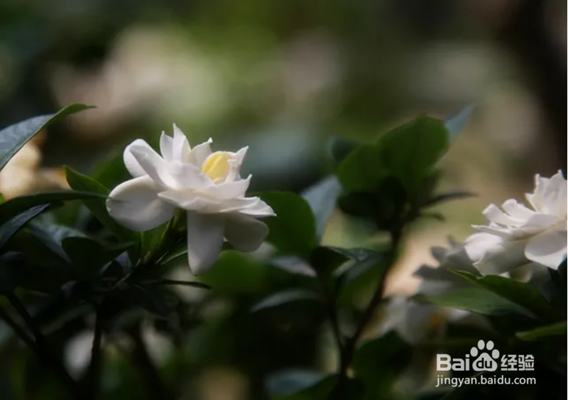 栀子花怎样修剪