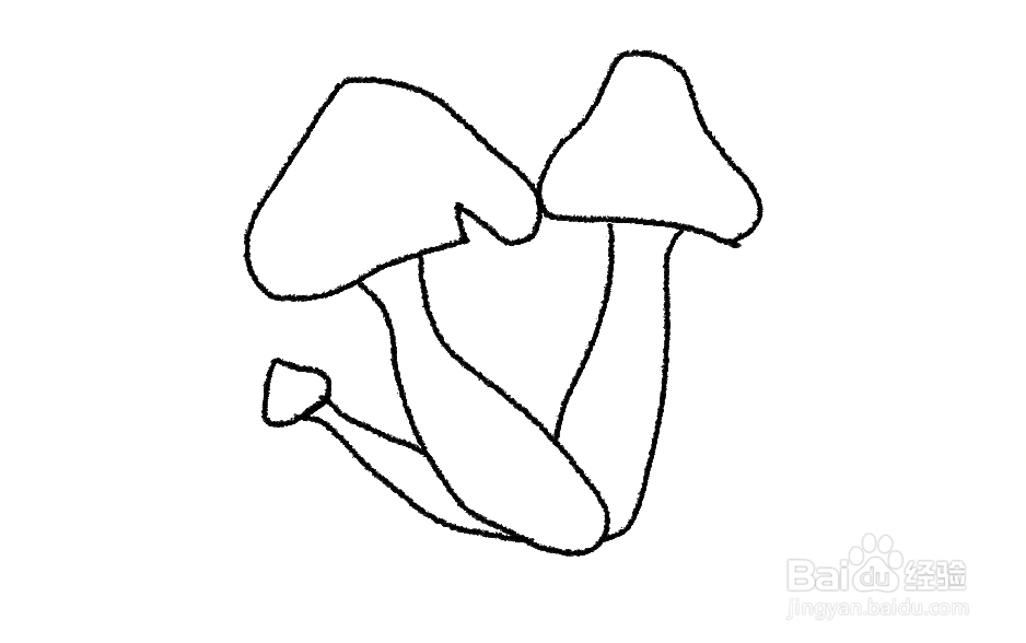 茶树菇手绘图片