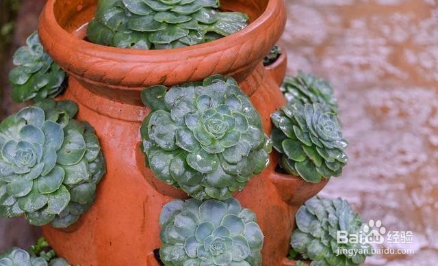 土里面有虫子怎么去除