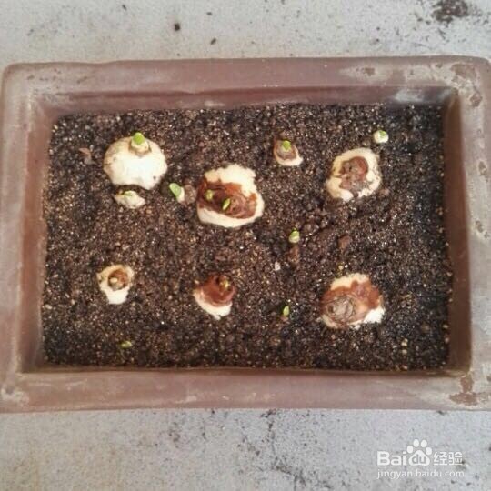 怎样室内培植水仙花