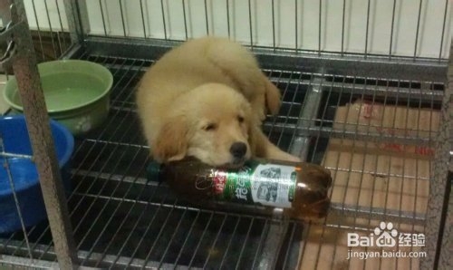 狗狗喜欢乱咬东西怎么办