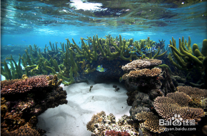 去西澳大利亚旅游,宁加洛珊瑚礁怎么玩?