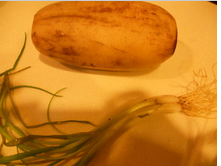 如何在家中炒美味的藕片呢？