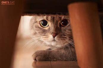 猫的舌头有什么作用?
