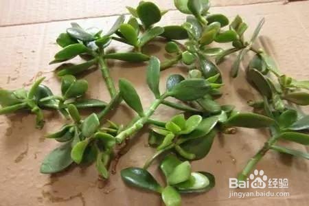 长寿花怎么样扦插呢?