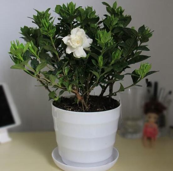 大叶栀子花和小叶栀子花有什么区别