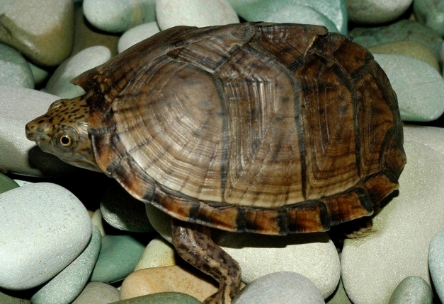 小乌龟适合用自来水养还是烧开的水养