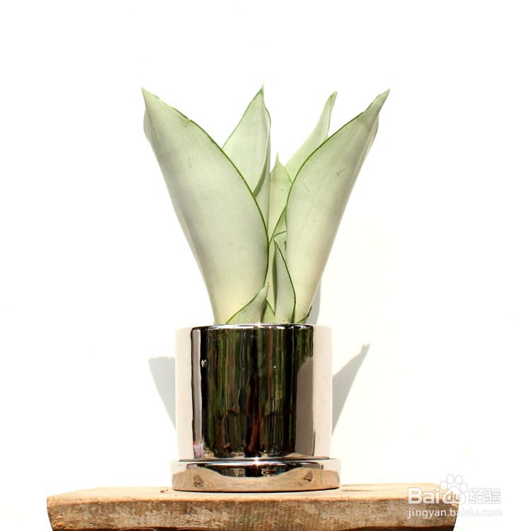 白玉虎皮兰的养殖方法和注意事项