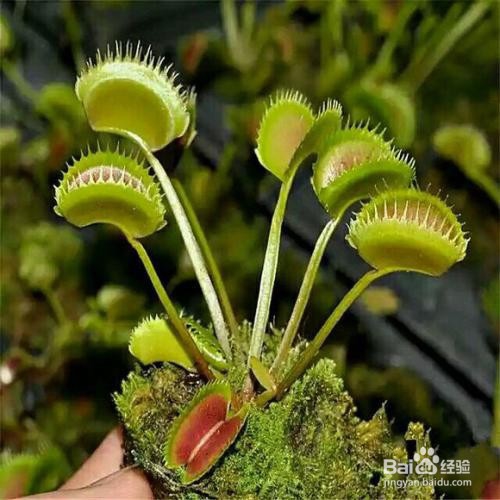 食蝇草怎么养护