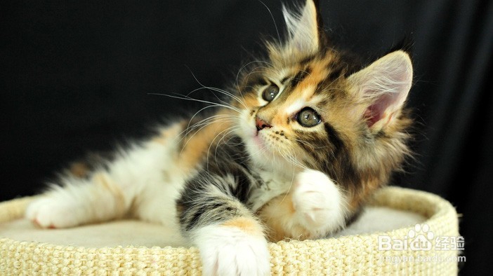 如何解读猫咪的这6个行为?