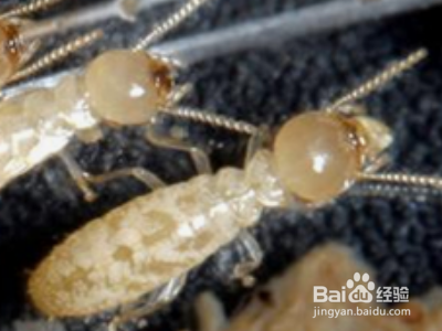 家里有白蚁怎么办？