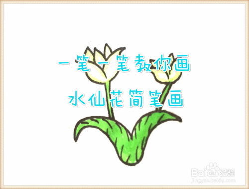 一筆一筆教你畫水仙花簡筆畫