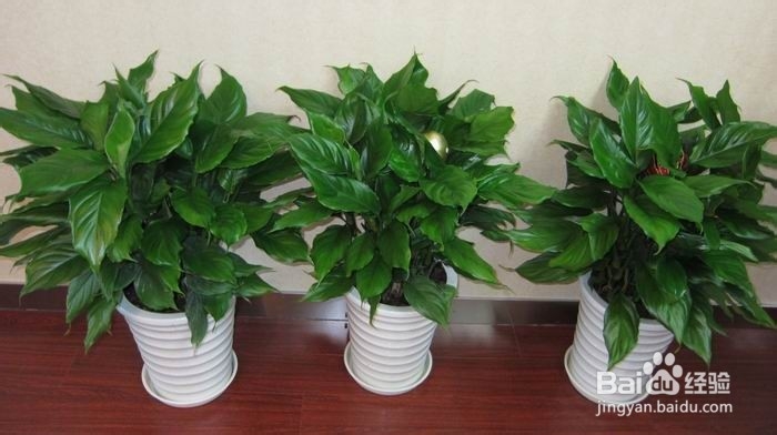 什么植物能净化装修污染