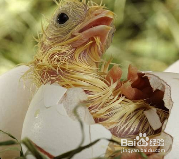 动物的繁殖方式有哪些?
