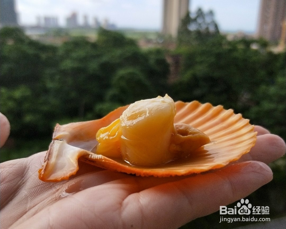 教你怎么做蒜蓉蒸扇贝