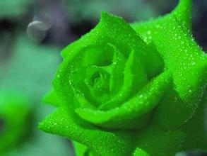 玫瑰花的数量代表的意义