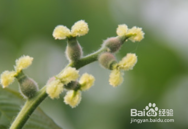 促进花芽分化的方法
