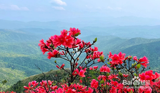 通天蜡烛山看杜鹃花攻略