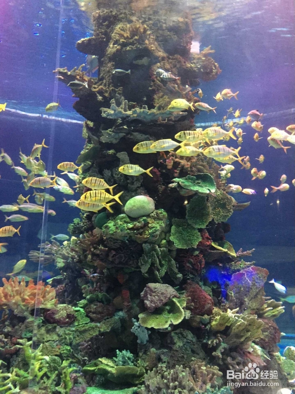 玩遍东湖海洋世界