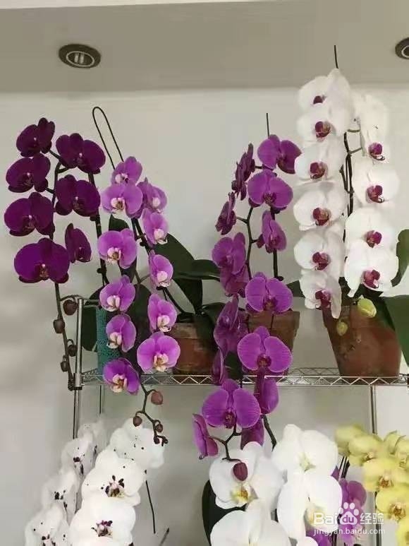 养花别乱换盆，否则黄叶枯萎不开花，越长越差