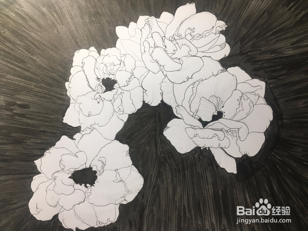 月季花的画法 月季简笔画 三朵月季的线描画教程