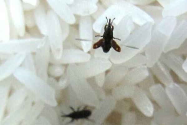 大米里的虫子是怎么来的？为什么会有虫子