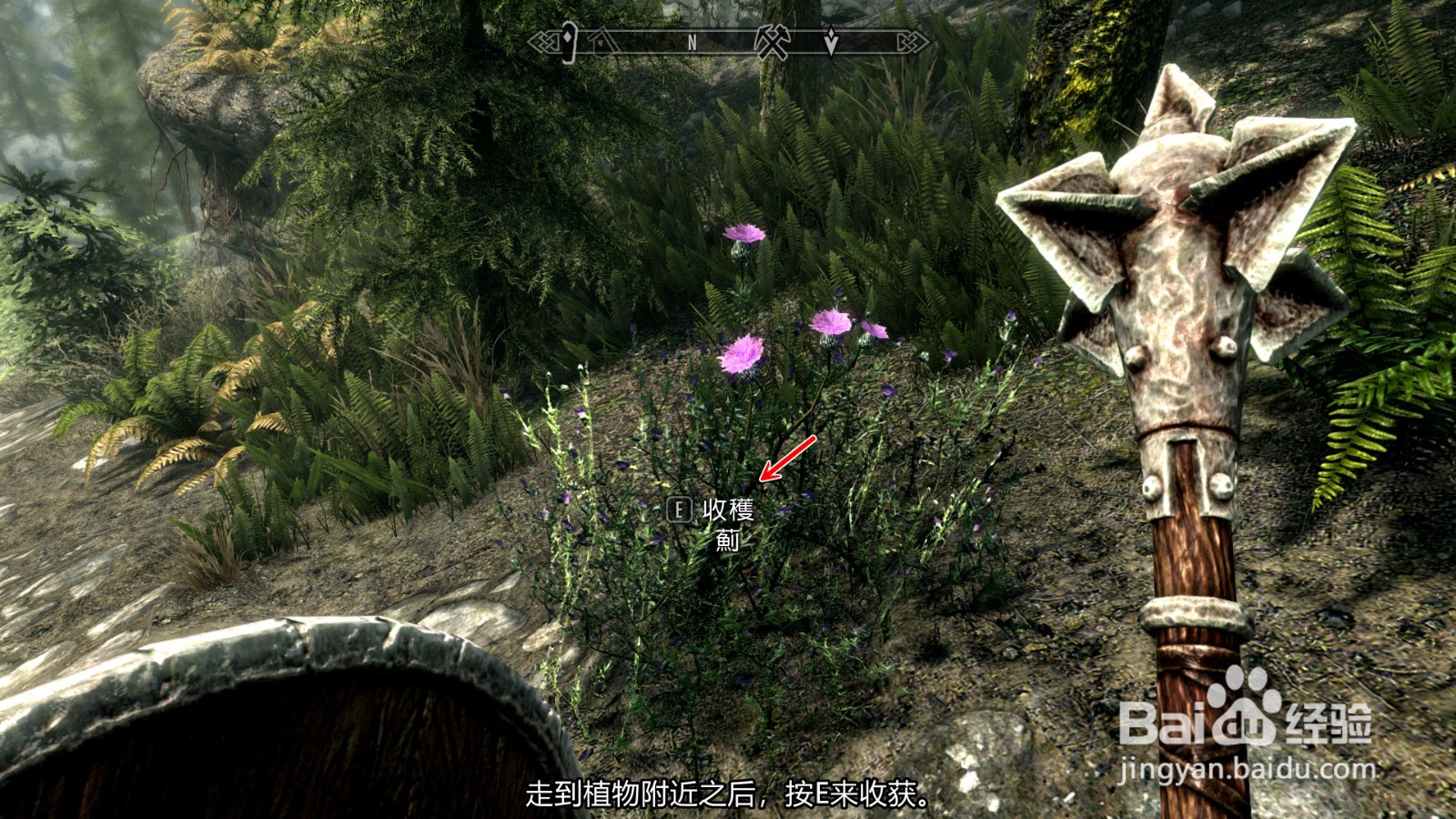 上古卷轴5天际特别版怎么收集获得蓟草