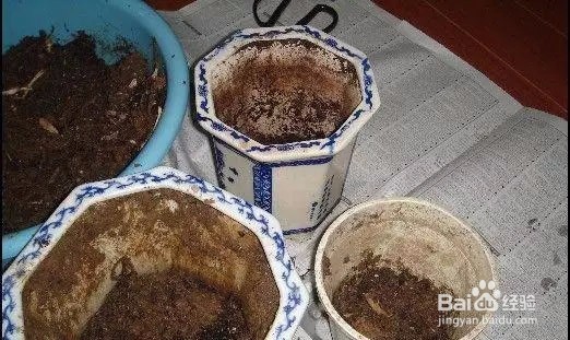 如何阳台盆栽种青菜?