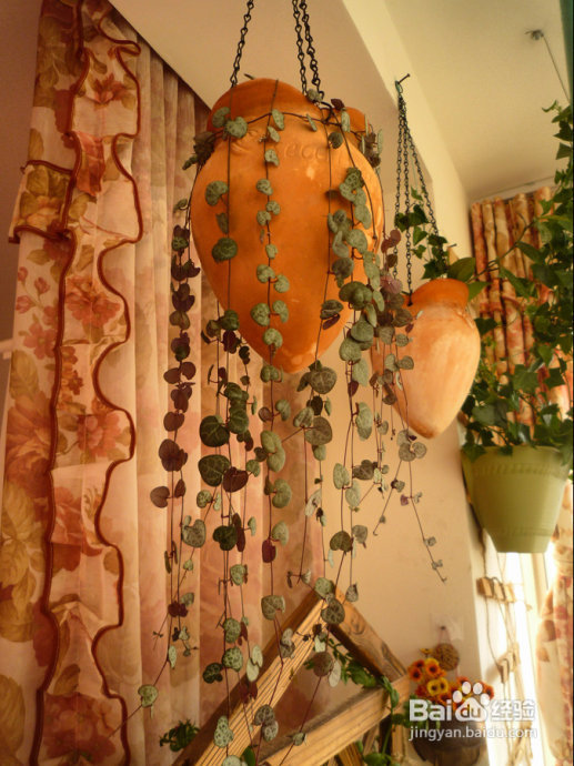 冬天来了，阳台变大棚。