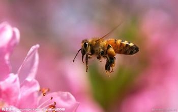 你知道吗蜂蜜功效含180余种营养