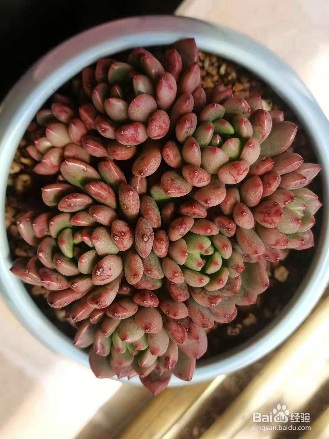 多肉植物怎么施肥才会长得又大又好看？