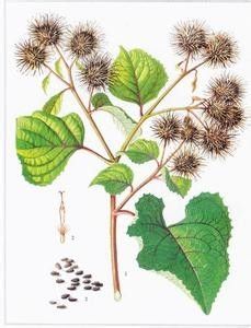 牛蒡子的功效与作用及图片 百度经验