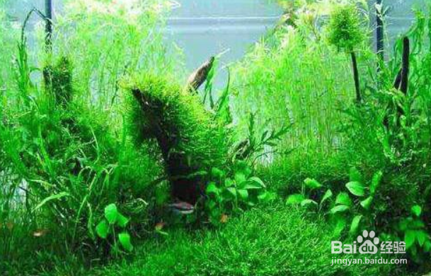 去除鱼缸油膜的方法是什么