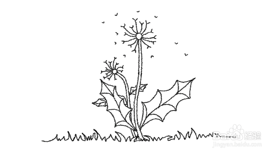 蒲公英花怎么画
