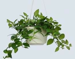 适合在屋内放置的十种植物