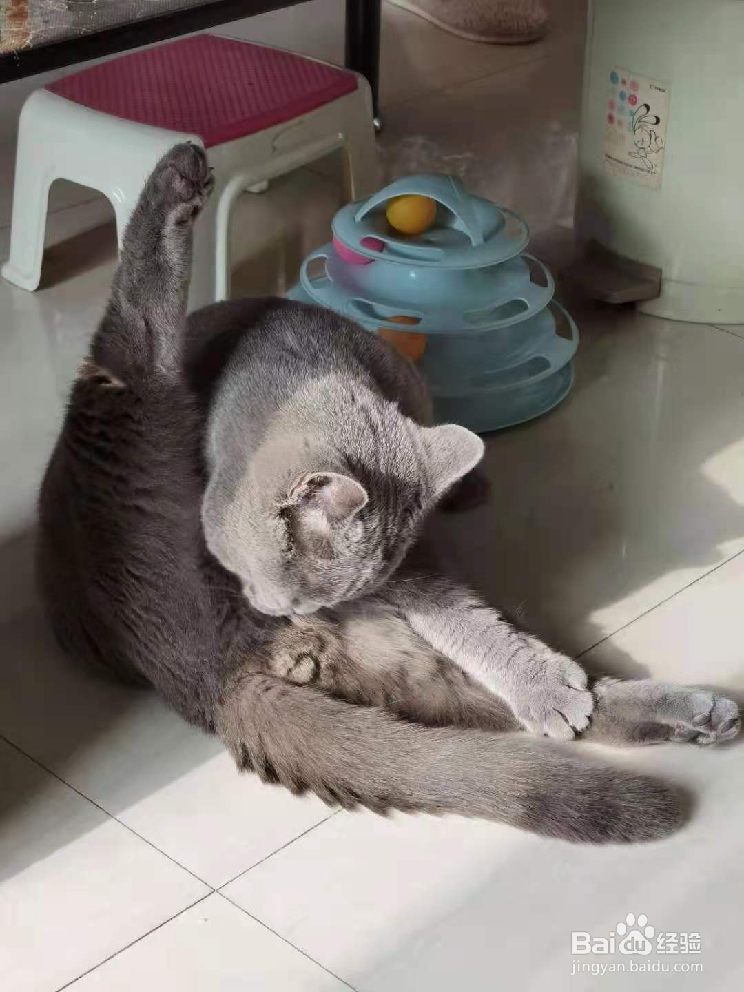 养第二只猫注意事项