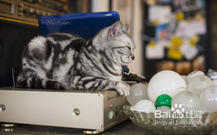 【台湾探店】复古混搭空间邂逅百变萌喵，自然醒咖啡公寓