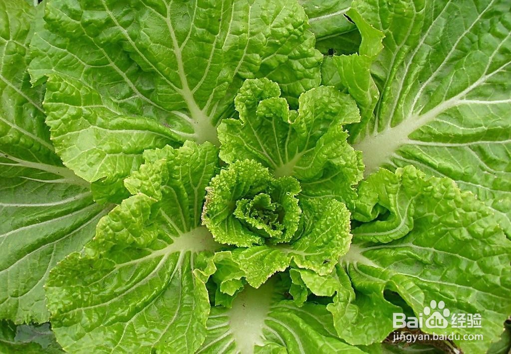 探讨绿色蔬菜土肥管理技术的实施