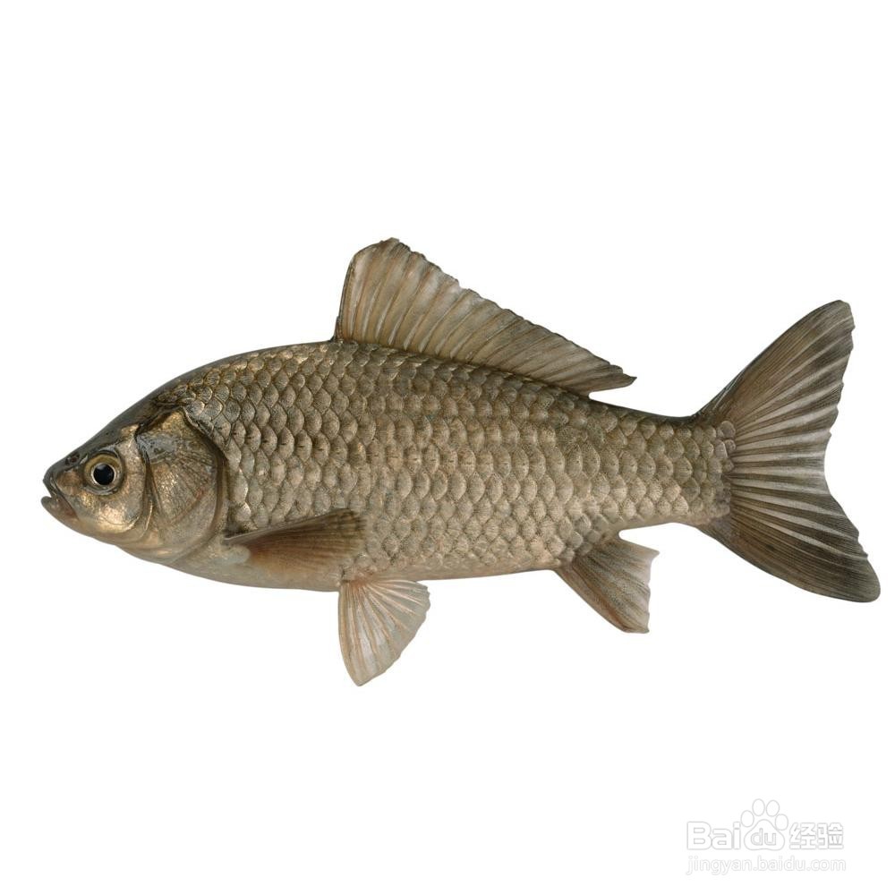 冬季野战蓝鲫怎样搭配