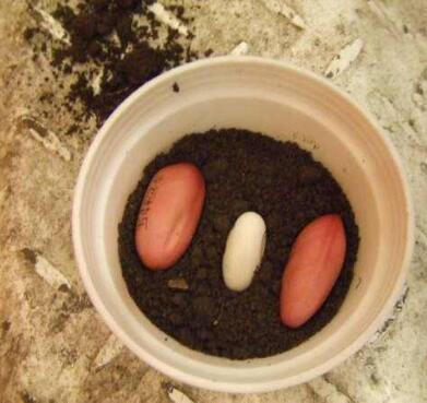 上面刻字的豆豆该怎么种