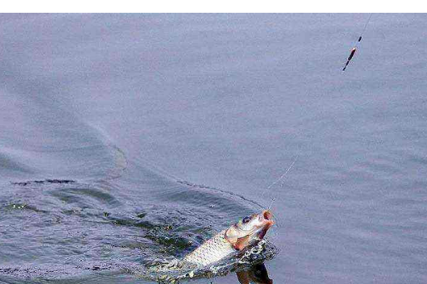 水库白条太多，我想要钓鲫鱼，怎么防止白条闹窝