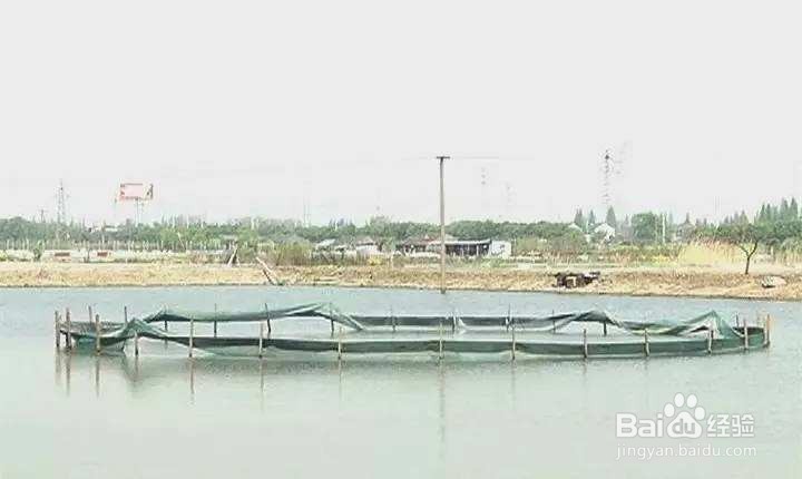 羊舍粪便怎么处理