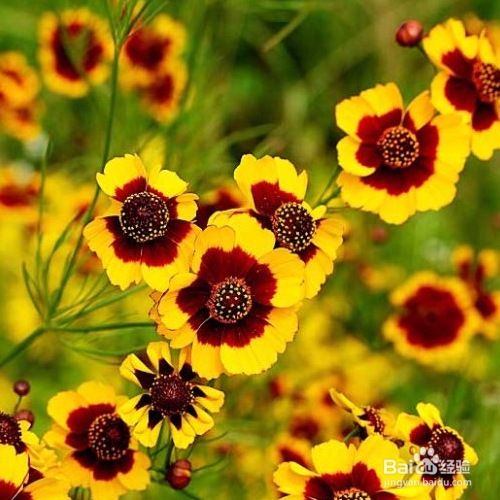 蛇目菊繁殖的方法有哪些？